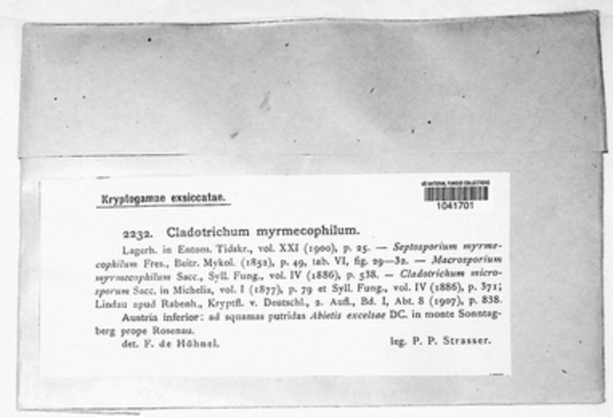 Ophiocordyceps forquignonii image